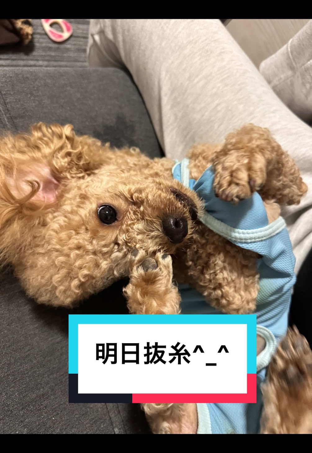 明日ついに抜糸!!! 明日まで服もたへんて💦 痛いの治ったら 悪さしかせーへんわ🤣🤣🤣 #モヒカンプードル #ゼロ #犬のいる生活 #犬のいる暮らし #おすすめ 