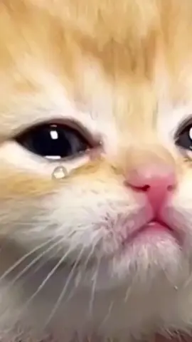 Cat JJ Menjaga jodoh orang 🥺🥲🥲 #masukberanda #kucing #kucinglucu #fyppppppppppppppppppppppp #xyzabc 