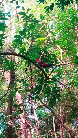 #တောကြက် #ကြက်ဝါသနာရှင်များ😍🥰 #ရောက်ချင်တဲ့နေရာရောက်👌 #foryou #jungleFowls 