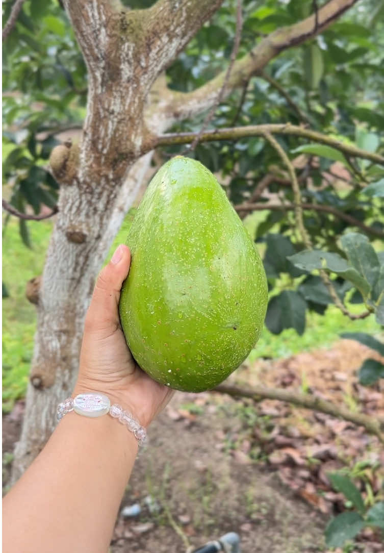 panen part 1 🥑 #kebunalpukat #alpukatjogja 