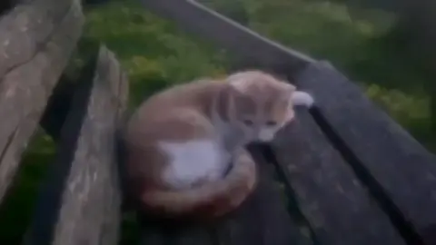 on sum poetic shi #poetry #shakespeare #realtalk #fyp #shoegaze 