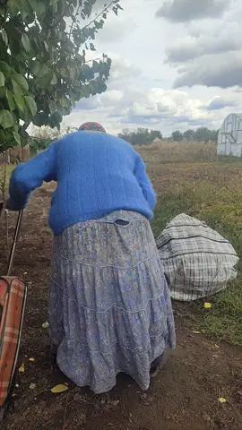 Веселун 