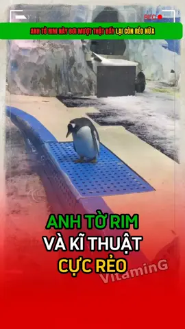 Cảm giác ố dè thật ấy 😅🐧🐧🐧#giaitri #vitaming 