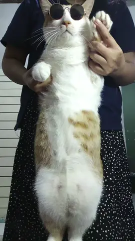 goyang tipis aja ya gessbucil lagi males😄#kucing #kucinggoyang #foryoupage❤️❤️ 