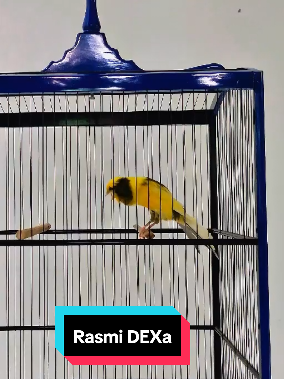 Sebut saja Rasmi DEXa Boy 🔥🤲 #Rasmi  #kenarimaniaindonesia  #kenariindonesia  #kenariprospek  #kicaumaniaindonesia 