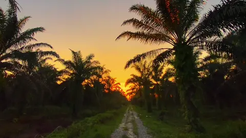 Sunset di kebun sawit  #sunset #lagugalau #foryou #fypシ゚ 