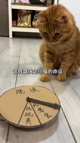 反正又不识字…… #胖橘 #萌宠出道计划 #猫咪洗澡乖乖的 #我和我的猫 #猫咪日常