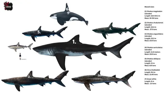 #shark #greatwhiteshark #otodusmegalodon #megalodon #whale @Dominion @Son 😭😭😭😭😭😭😭😭😭😭😭😭 @Shark girl🦈 @Paleo Nerd @Edsonbarbozalover69 @King carcha 