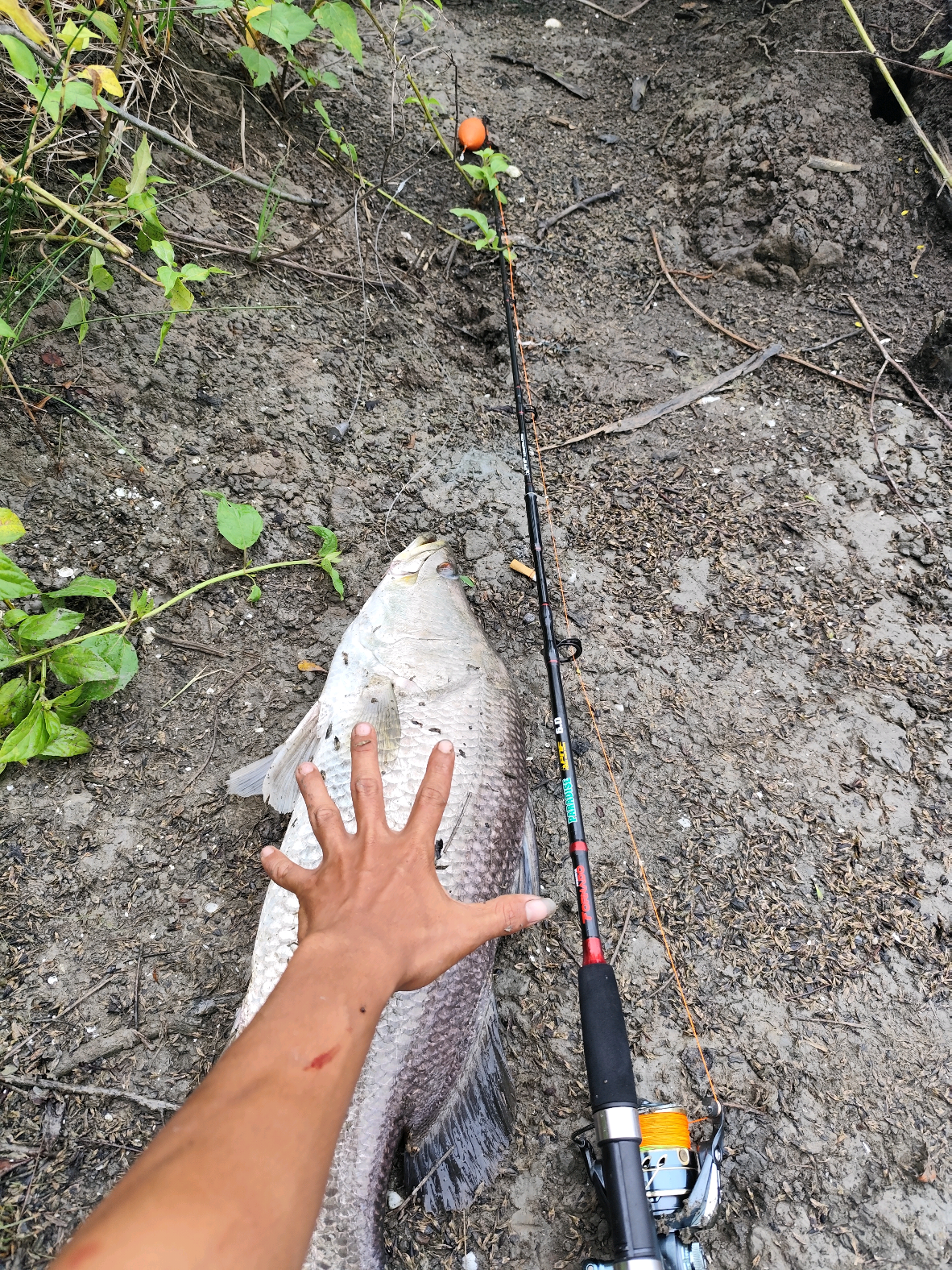 cuman lima jari 🥴#mancing #mancingmania  #baramundi #creatorsearchinsights #fyp 