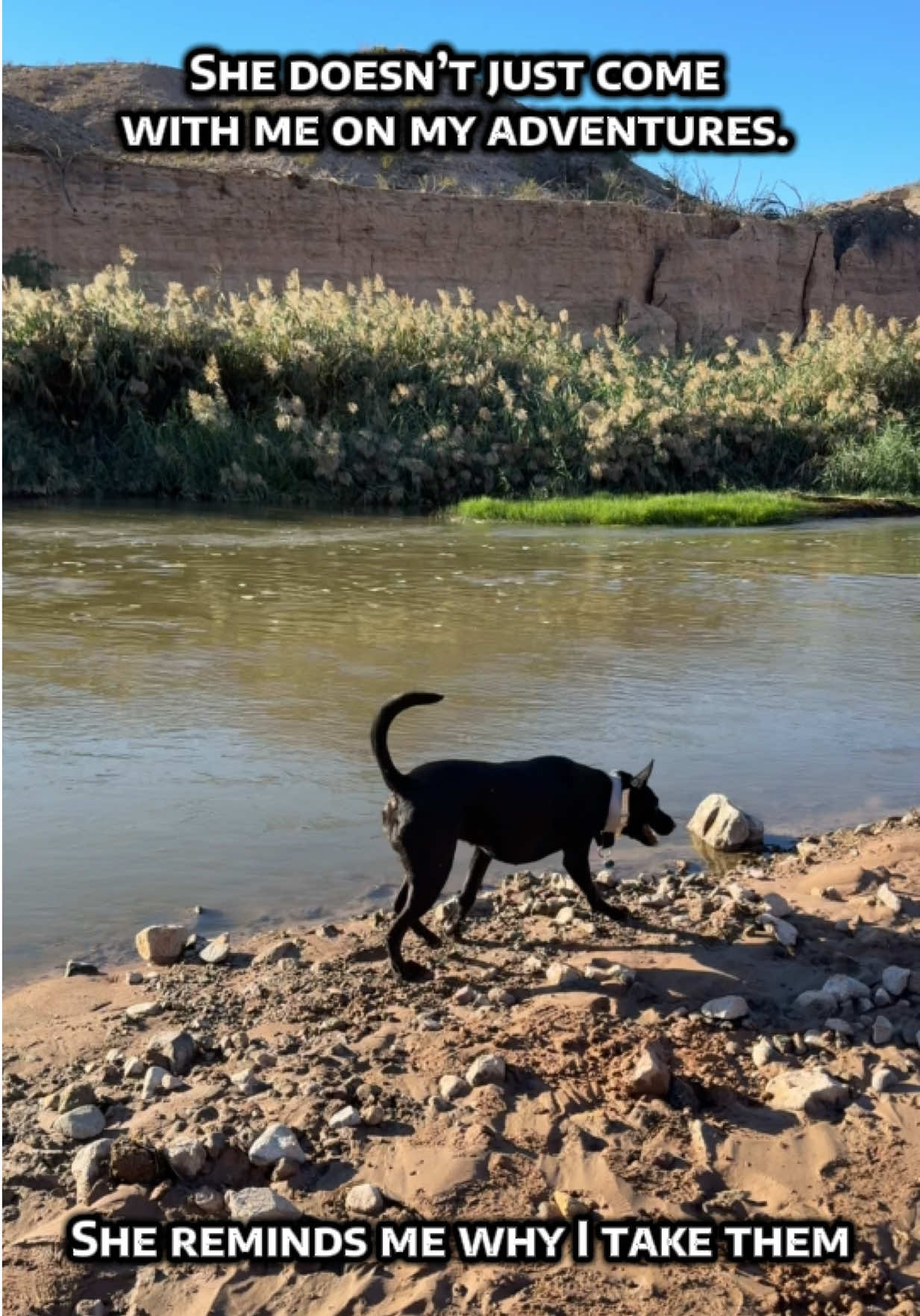 Nothing better than a beautiful muddy hike with my girl, then her least favorite: BATH TIME 🤩 #dogsoftiktok 