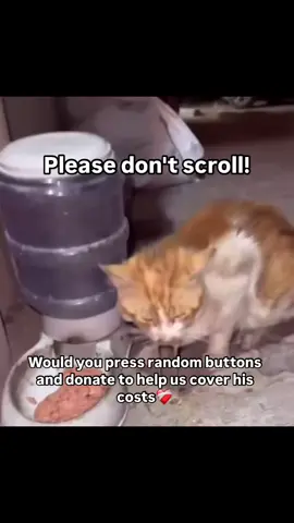 He’s been through more pain than most of us can imagine… abandoned, injured, and barely holding on. Yet he still fights for a second chance. Please don’t scroll past his story — your kindness could be the miracle he’s been waiting for. For any support, please click the link in our bio to help. Every pledge you make is deeply appreciated!