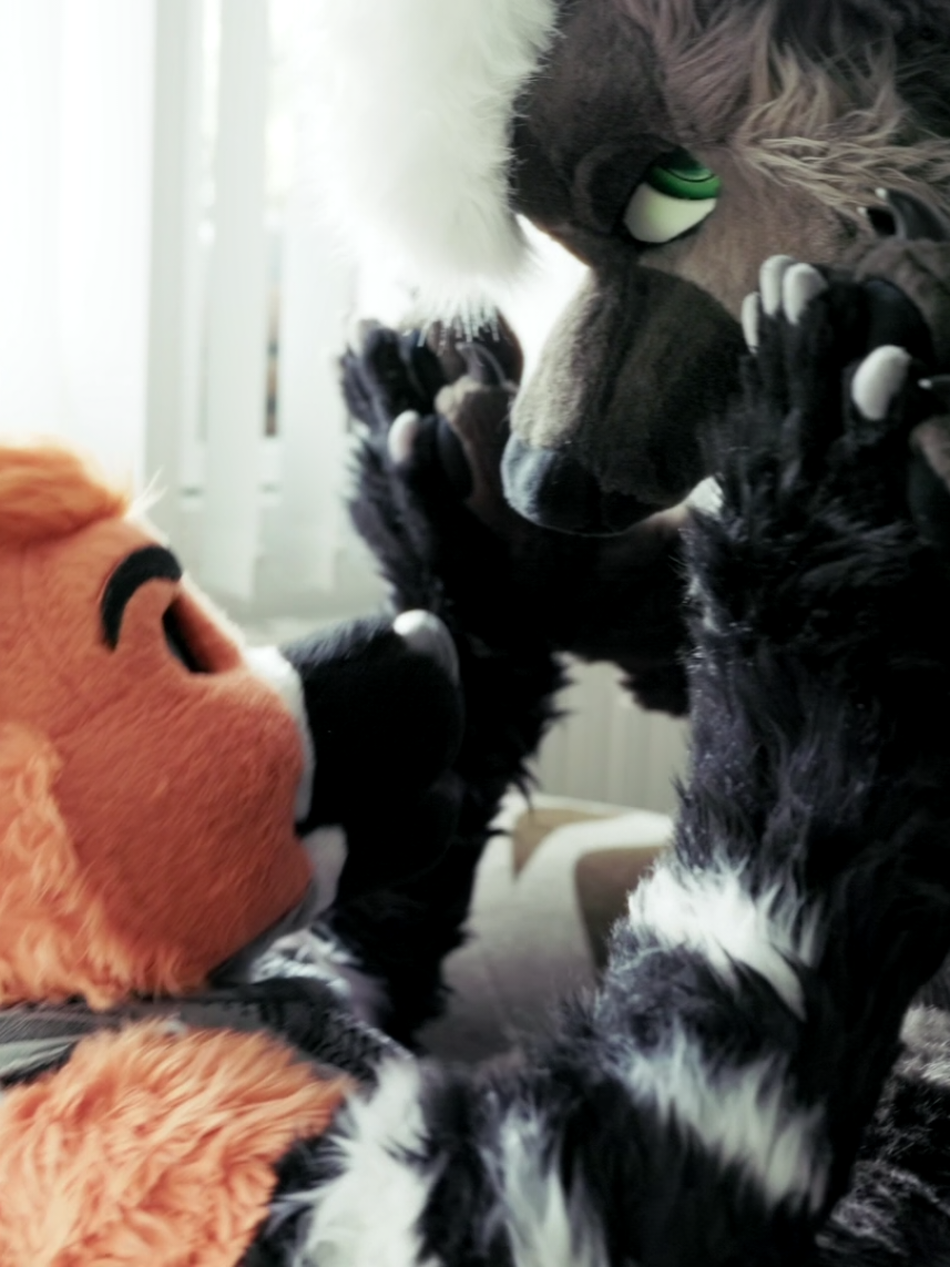 It's getting cold outside. Invite your friends inside for some cuddles. 🦊: Corvus (https://x.com/corvusfox) 📸: kyanitephotography.com #fursuiters #fursuit #hyena #yeen #fox #furry #espressoyeen 