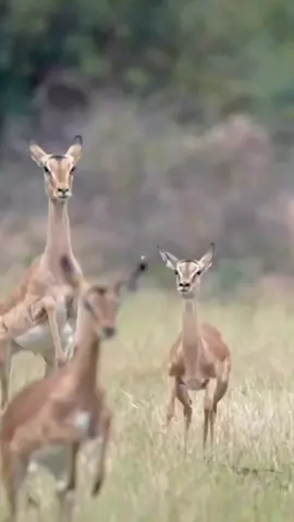 Deer Saving life from cheetah #animalworld #wildlife #nature #wonderfulsounds #foryoupage 