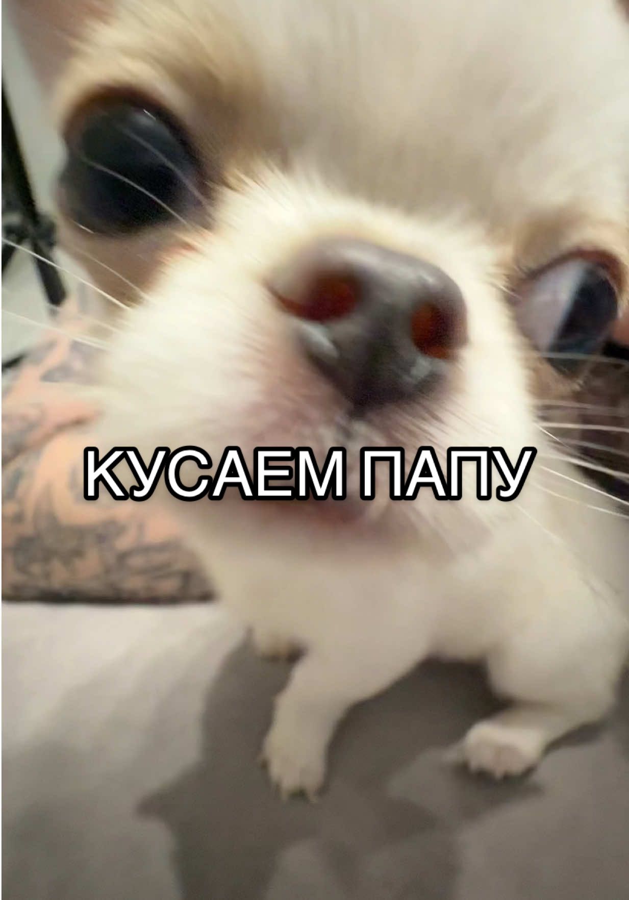 Нападение на папу!!! #чихуахуа #чихуахуамини #чихуахуагриша #гришачихуахуа  