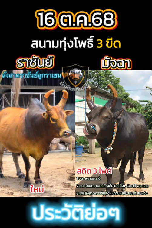#วัวชน #โหนดณรงค์ฤทธิ์ #มัจฉา #ลังสาดราชันย์ลูกราเชน #วัวชนเงินล้าน 