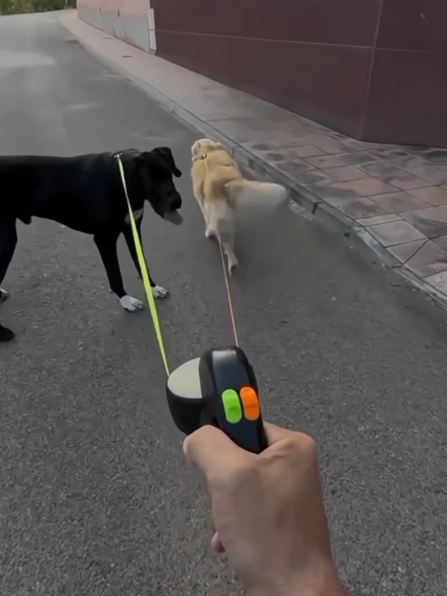 Roda automática telescópica de nylon, tração dupla telescópica de 3 metros, com botões de controle para ajuste de-Z1 🛒 Copie e cole essa mensagem em uma conversa do WhatsApp para o link ficar clicável  https://s.shopee.com.br/Lebazk3bB #coleiras #cãoguia #cachorros #petshop #tiktokfinds #fwollome 