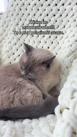 #гуморукраїнською #гумор #смішнівідео #кіт #дусівна 