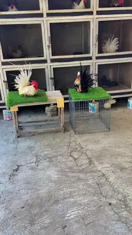 #CapCut 😍😍😍adem liat nya #ayamkateindonesia #ayamsehat #chabo 