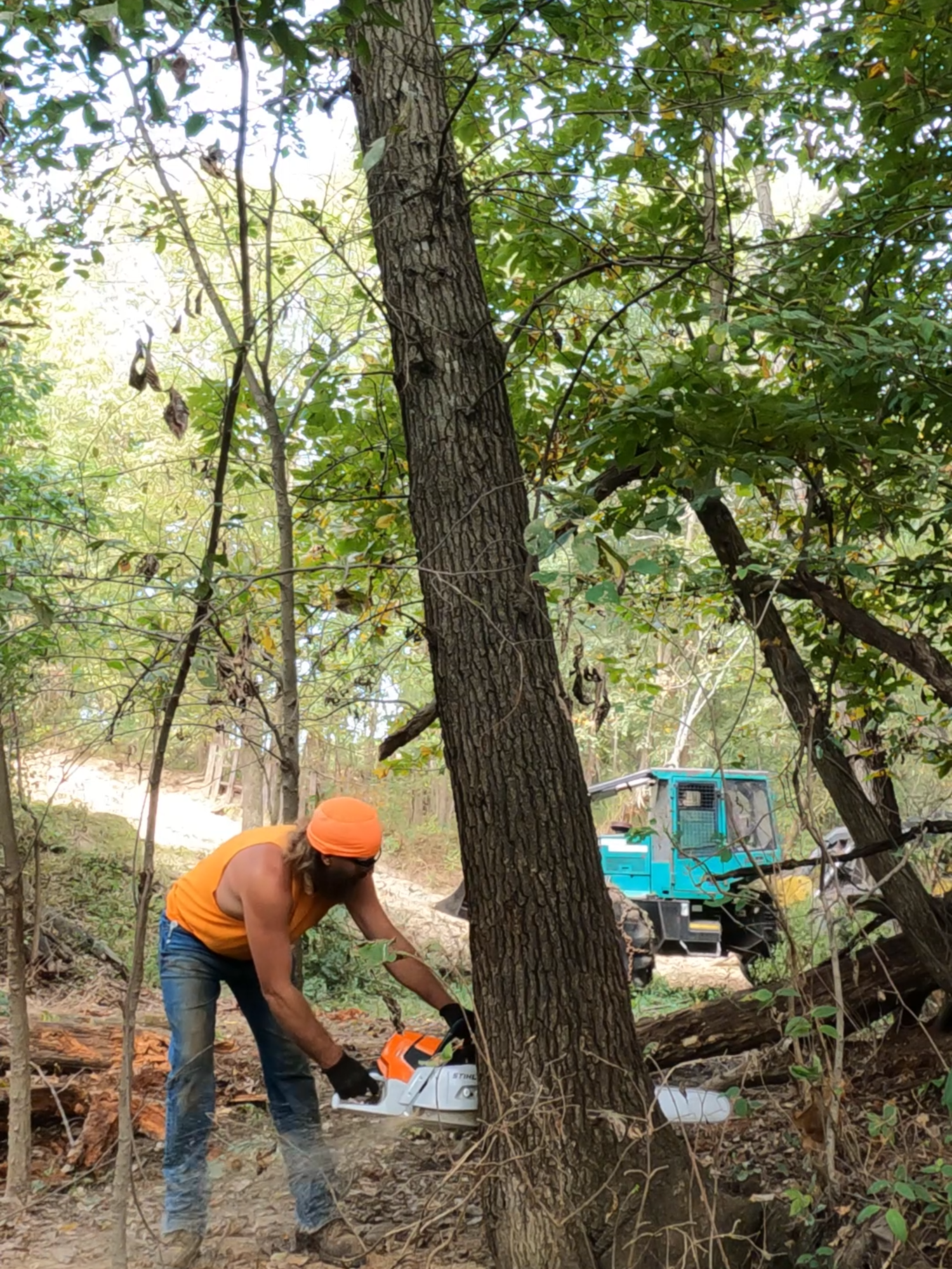 We take the #timberjack 360 log skidder back to the woods, and I am breaking in a new #stihl 661. We are starting a job right across the fence from a job we just finished.
