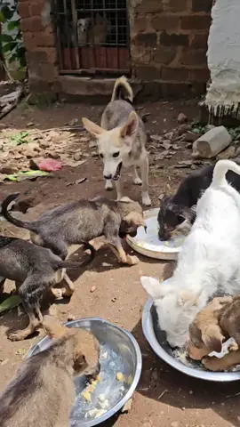 Every day in our shelter, hearts are mended, and hope is reborn. Each animal we rescue carries a story of pain turned into peace, fear replaced by trust, and loneliness healed by love. Their eyes shine brighter now because someone cared enough to give them another chance. Together, we are their voice, their family, their forever hope. Let’s keep saving lives, one paw at a time. Every meal, every blanket, every act of kindness means the world to them. 🐾❤️ #AnimalRescue #AdoptDontShop #ShelterLove #HopeForPaws #RescueMission     