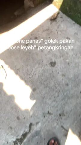 🗿🗿                                                       #jrabangtulungagung #blitar24jam #skffarm 