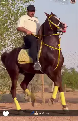 ماشاءالله رعد #ئه_سپ_سواره_كان #اربيل #خيل_عربي_اصيل🐎🐎 #خيل_وخياله #اكسبلوررر 
