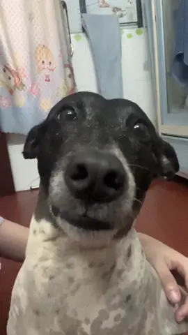 thức riết cái mặt đen thui lun mà #dogs #foryou #funny #suabonggon #viralvideo 