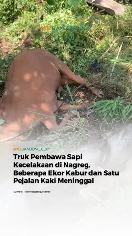 Sebuah truk bermuatan sapi mengalami kecelakaan di Jalan Raya Nagreg, Kabupaten Bandung, Selasa, 14 Oktober 2025. Truk dilaporkan dikemudikan oleh Ade dan melaju dari arah Bandung menuju Tasikmalaya. Saat melintas di turunan Cikaledong, kendaraan kehilangan kendali diduga karena rem tidak berfungsi. Truk kemudian terguling dan terperosok ke dalam selokan. Seorang pejalan kaki berinisial D yang sedang melintas di bahu jalan ikut terserempet dan mengalami luka serius. Korban sempat dilarikan ke RSUD Cicalengka, namun nyawanya tidak tertolong. Sementara pengemudi truk mengalami luka-luka. Truk diketahui mengangkut 12 ekor sapi. Dua ekor sapi mati di lokasi, dan tiga ekor sempat kabur ke permukiman warga sebelum akhirnya berhasil diamankan. #kecelakaannagreg #truktergulingnagreg 