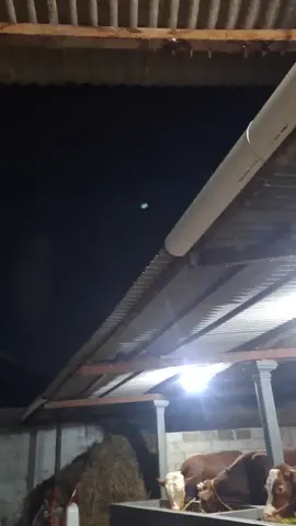 🤲🤲#peternakmudaindonesia #sapijumbo #sobatngaret 