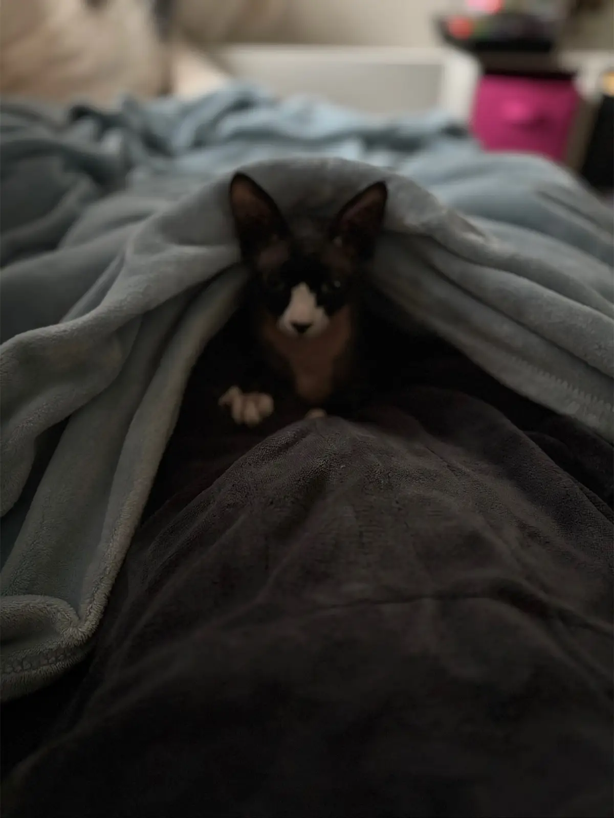 ❤️🐱