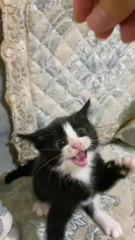 An angry little kitten#catsoftiktok #cats #funnycat #fyp #cutecat