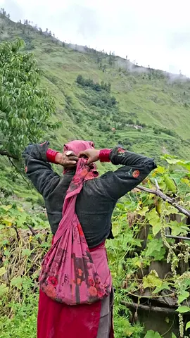 #हुम्लिबुहारी🌺 #humla 