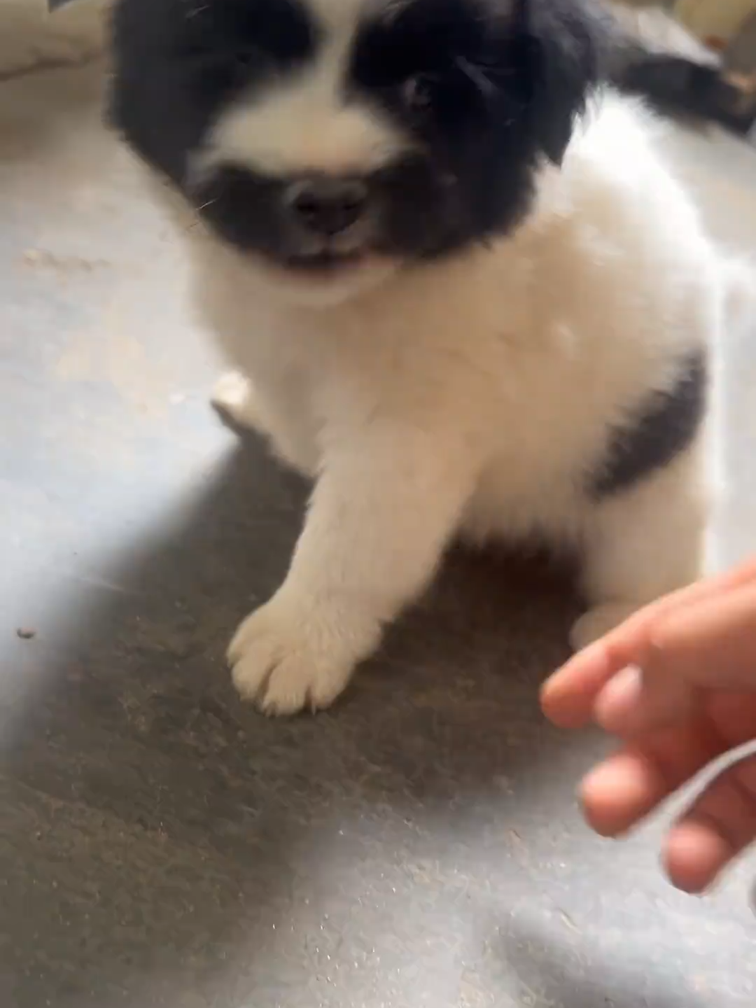 #cutedogvideo #foryoupage❤️❤️ #dogloversfeed #viralvideos #doggo