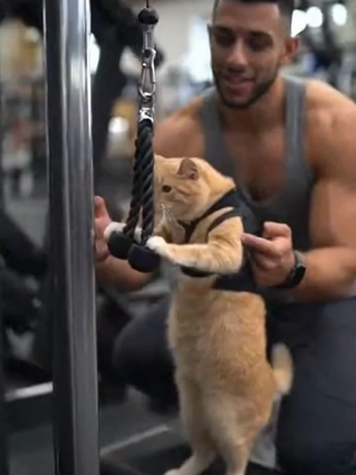 Can I really grow muscle?#cat #gym
