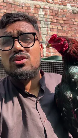 Aseel Murga Ka Liya Sb Sy Zaroori Kiya ha #jamshaid #jamshaidyounisvlog #Vlog #minivlog #lifestylevlog 