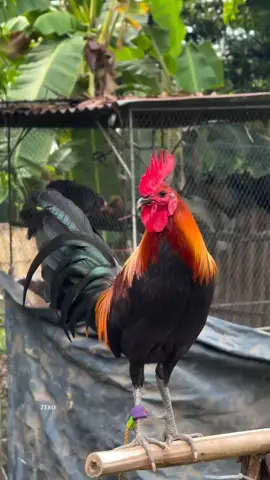 #ayamfilipin🇵🇭 #ayamimport #fyp #ayamimportfilipin🇵🇭 