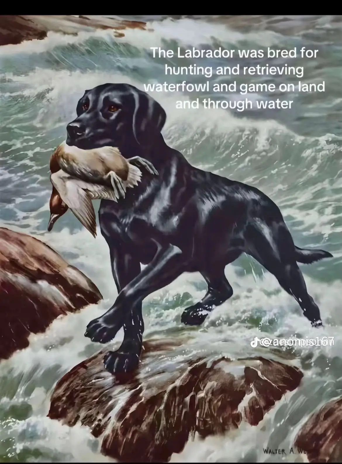 Anyways, here’s Kali in her fav blankie 😍