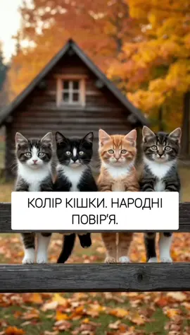 #кохання #котики #кіт #кітукраїнець 