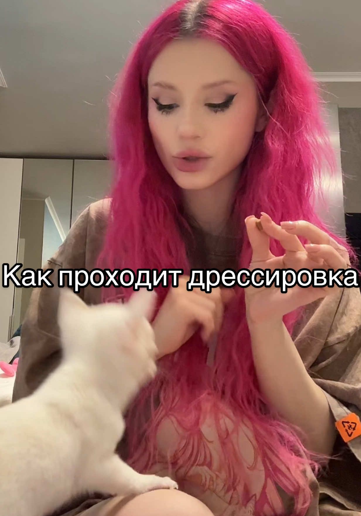 Услышали, как он хрюкнул, когда сел??..🥹😭🥵 #чихуахуа #чихуахуамини #чихуахуагриша #гришачихуахуа #миничихуахуа 