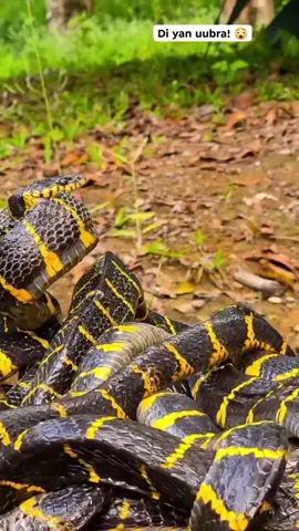 si kalbo kinagat ng ahas #viraltiktok #funnytiktok #viralvideo #snakebite
