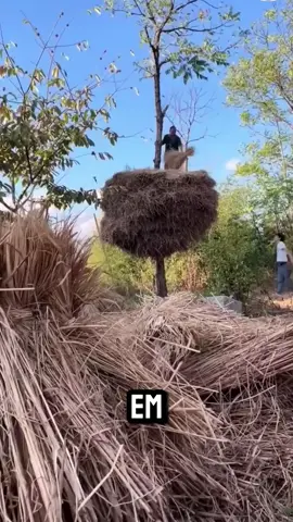 #rural #agricultores #palha #curiosidades 