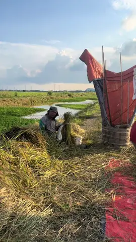 kerat padi manual #oripadi🌾 #50an#mukulpadi#fyp#budakkampung  