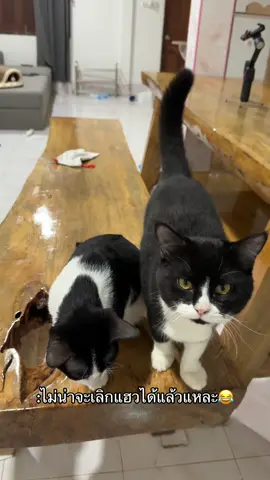 #เทรนด์วันนี้ #แจ็คแฟมิลี่ #ฟีดดดシ #kasty #แมวอ้วน 