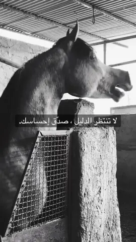 #خيل_وخياله🐎 #fyp #viral #اقتباسات #اكسبلورexplore 