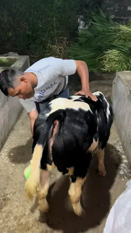 Seperti boneka 🫣#peternakmuda#peternaksapiindonesia#bossmuda#pedetsuper#sapi 