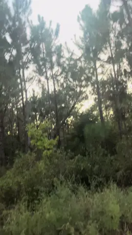 Round 2 Males #dogrunning 