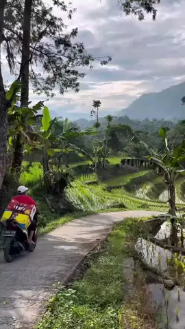 jalanan yang berbelok belok melintasi hamparan sawah yang mulai nampak menghijau🌾#suasanapedesaan #kampunghalaman #tinggaldikampung #fyp #xybca 