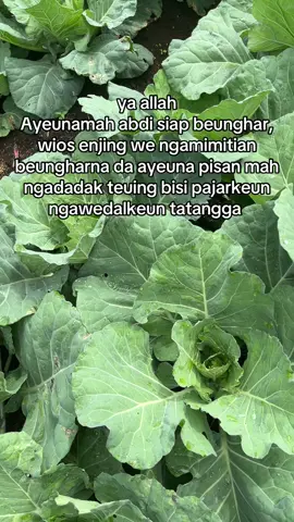 aslina ieumah atos siapp pisan ya allah 😅🙌🏻#petani #petanimuda #petaniindonesia🇮🇩🇮🇩🇮🇩🌿🌿 #petanimilenial #katakata 