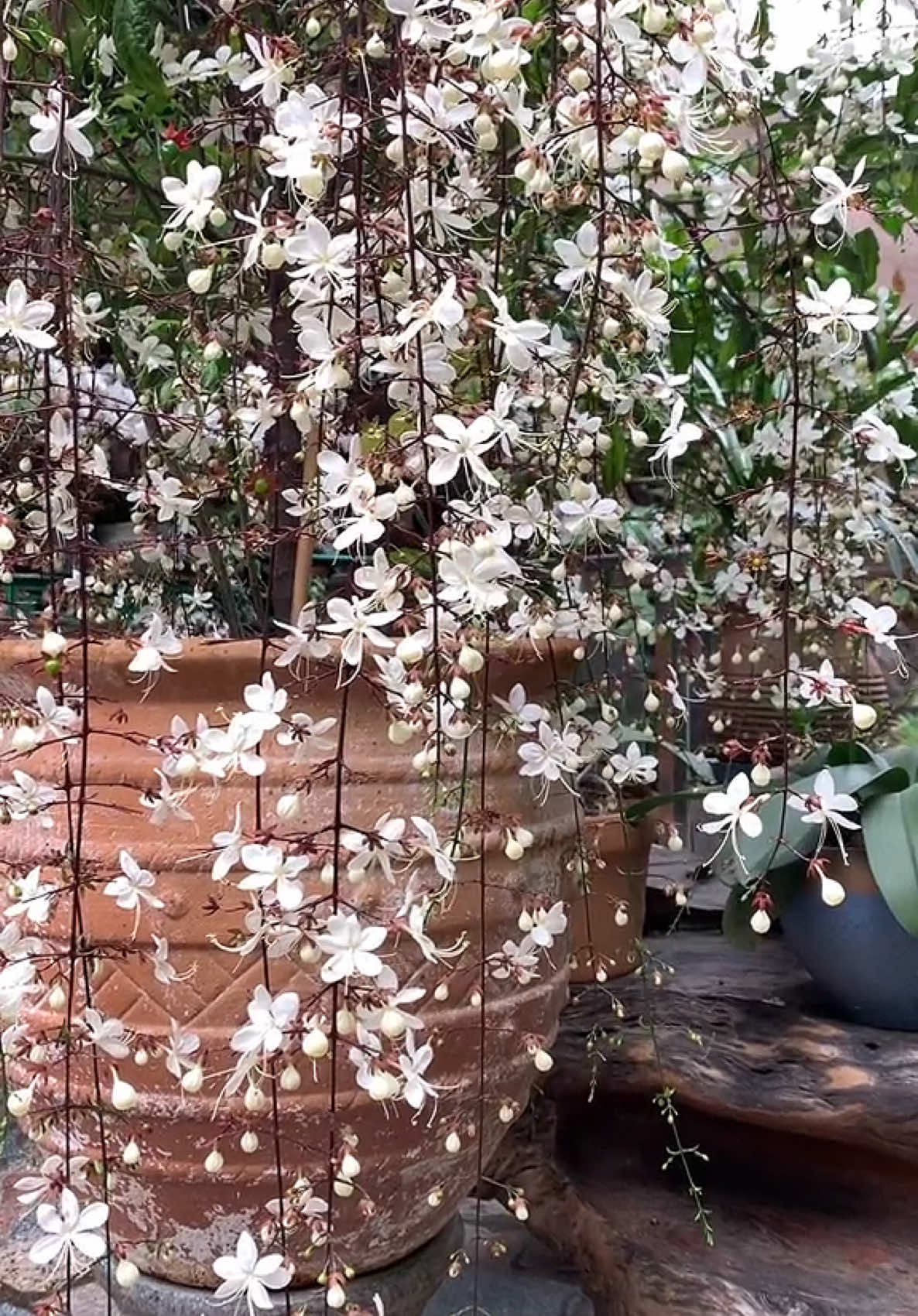 Dạ Ngọc Minh Châu🌸🌸 Loại hoa đẹp, phong thuỷ tốt để trưng trong dịp Tết năm nay🥰 #hoadep #hoatet #caytrongnha #cayphongthuy #dangocminhchau 