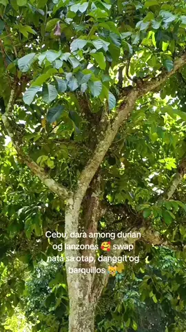 from davao with love 😘 pili lang mo asa inyo diha 🤣 #foryoupage #fypシ゚  #davaolifeishere #jhengckdrama #cebucity 